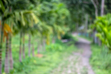 forest in the morning