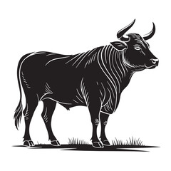 black australian cattle Silhouette Vector, High Quality Illustration on White Background