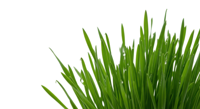 Close-up of vibrant green grass blades with dewdrops, pristine on a transparent studio background with copy space, radiating freshness and purity. Concept of nature's vitality and new beginnings