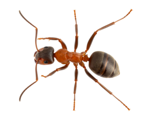 Macro Close-Up of Ant Carrying Leaf Fragment, Angled View, isolated transparent background png