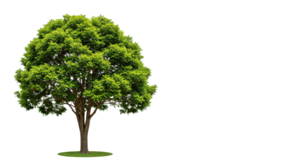 Green tree with dense foliage growing in the sunshine isolated PNG with Transparent Background