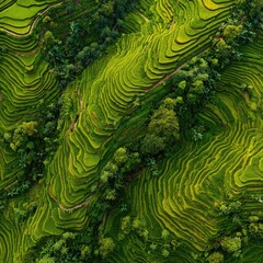 Aerial view of terraced rice paddies. Lush green fields in intricate patterns