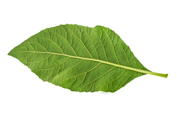 Obraz premium a fresh leaf with coarse fibers isolated on a white background. blackberry leaf texture. green young leaves