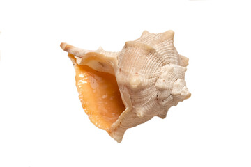 Close-up of a sea shell with textured surface isolated on white background