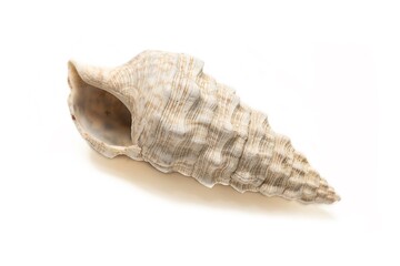 Close-up of a spiral-shaped seashell with natural texture and light beige tones, isolated on white background