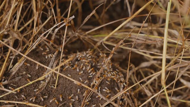 Extreme close up of mound-building termites ( Macrotermes bellicosus ) building a termite mound in savannah kenya