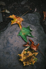 Autumn leaves on stone