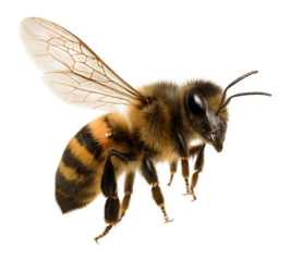 Flying bee in mid-air.