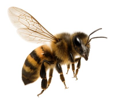 Flying bee in mid-air.