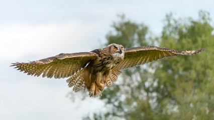 European Eagle Owl (Bubo bubo) in flight.