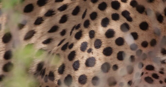 Close up of one eyed Cheetah (Acinonyx jubatus) shoulder and head with bloody muzzle panting in shade on hot sunny day in Savannah in Kenya