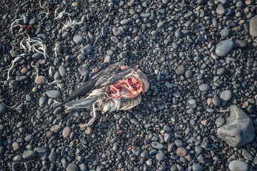 A partially decomposed bird carcass on Víkurfjara black sand beach in South Iceland