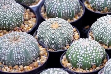 A cactus flower in a black pot and selling at the plants markets
