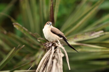 Silverbill