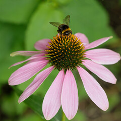 Close up of echinacea flowers on a summer day
