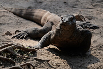 galapagos land iguana