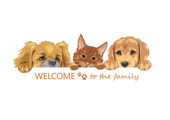 Peeking cute Pekingese dog, ginger cat and golden retriever. Welcome to the family