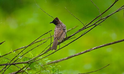 Red vented Bulbul
