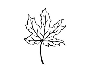 Maple leaf outline, black vector icon