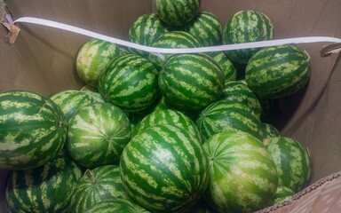 Fresh green-striped watermelons piled inside a large cardboard box for sale at a local market or grocery store