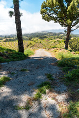 Weinberge bei Llano de Las Ánimas – La Palma