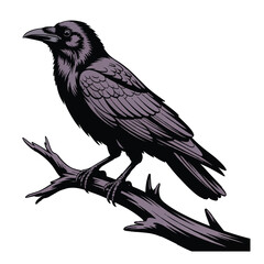 Fototapeta premium Black crow or raven perched on a tree branch, isolated on white background