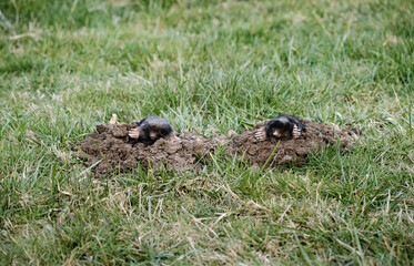 Two moles is on the surface of molehill among green grass in the garden. Talpa europaea side view close-up. Animal with black fur. Garden pest concept. Lawn saving problems. High quality photo.