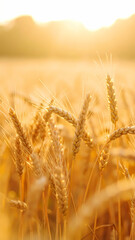 Golden wheat field at sunset