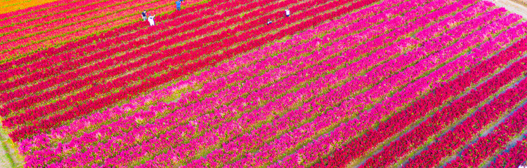 Obraz premium A beautiful, colorful flowerbed in a beautiful row