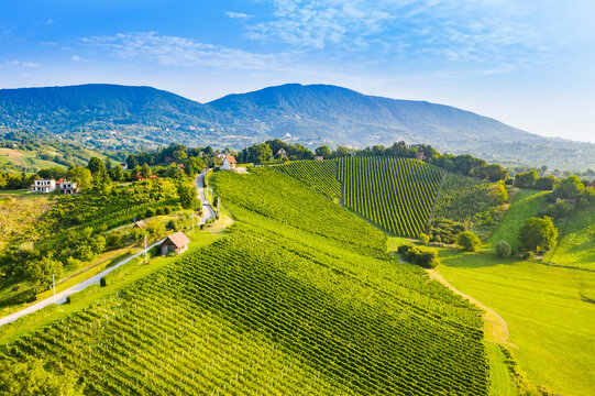 Panoramic view of picturesque vineyards in Plesivica in Croatia, amazing Croatian wine region, idyllic landscape 
