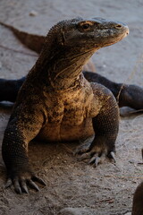 galapagos land iguana