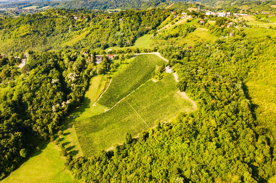 Panoramic view of picturesque vineyards in Plesivica in Croatia, amazing Croatian wine region, idyllic landscape 