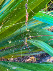 Golden Orb Weaver Spider on Web in Tropical Foliage, Brazil