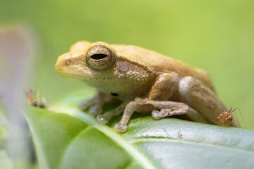 A tree frog from the rainforest of Vietnam rests during the day.