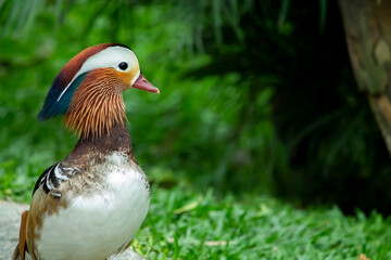 mandarim duck in the park