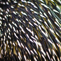 Porcupine Quills Close-Up