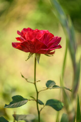 A bright red rose blooming in the soft sunlight
on a green bush. Vertical view of an elegant
flower in close-up on a smooth background. Natural
beauty, summer garden flora, romantic bright
flower.
