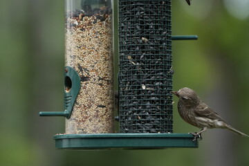This unique photograph captures a rare bird with a noticeable beak defect, making it a truly hard-to-find shot. 