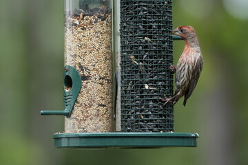 House Finch on Feeder &ndash; Close-Up of Red-Headed Male Bird. A detailed close-up photograph of a male House Finch clinging to a bird feeder filled with sunflower seeds. The bird&rsquo;s vibrant red head and ch