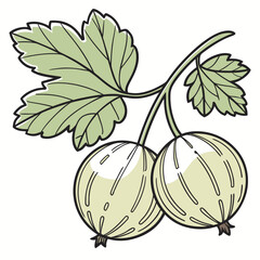 Illustration of a pair of ripe gooseberries and leaves on a branch