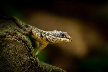 Tropidurus lizard on a tree