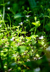 close up of fresh green leaves