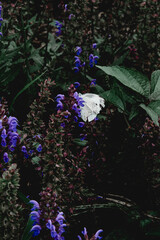 White Butterfly on Summer Wildflowers in Blooming Meadow