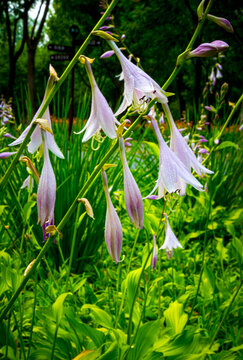 Close-up of Purple Hosta Flowers in Bloom