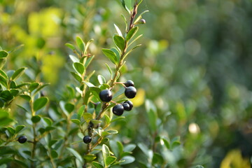 Ilex crenata (Kkwang-kkwang-na-mu) black spherical fruits ripening among glossy evergreen leaves. Photographed in Korea.