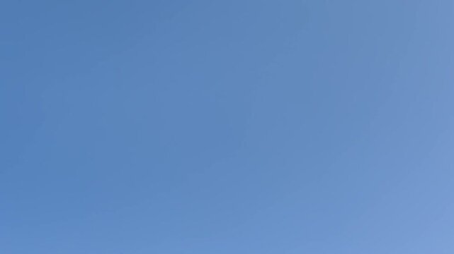 Many seagulls flying on a blue sky background
