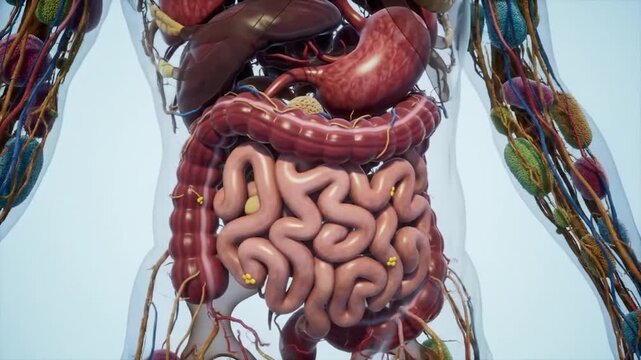 Detailed 3D rendering of human internal organs, circulatory system, and lymphatic system.