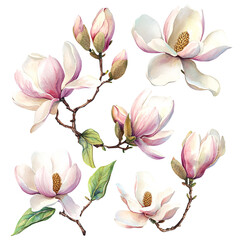 Obraz premium Watercolor Magnolia Flowers PNG – Elegant Floral Clipart
