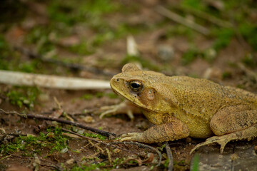 Toad on the ground