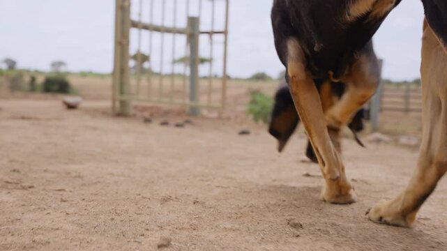 Close-up dolly tracking of a Bloodhound Dog (Canis lupus familiaris) head and paws walking on brown soil at midday in Kenya